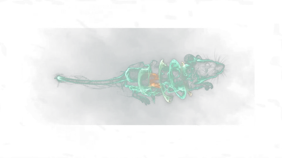 A mouse rendered as a particle cloud, its body separating into translucent anatomical cross-sections with one organ glowing.